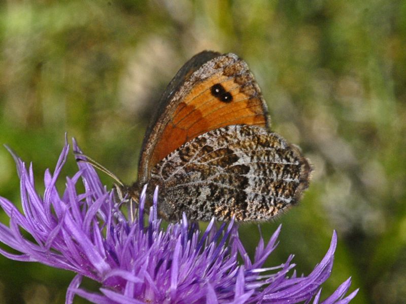 Una Erebia un poco strana - Erebia montana